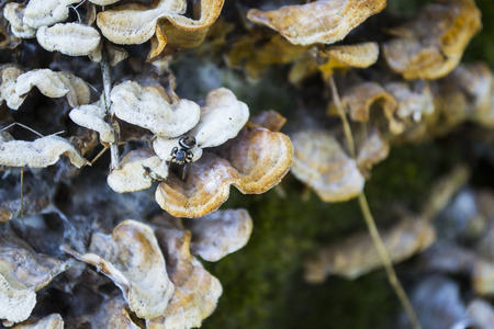 Small spider on tree mushrooms in dark forest. Macro photoの写真素材