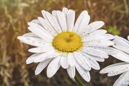 One chamomile flower on blurred background.Stylized macro photoの写真素材