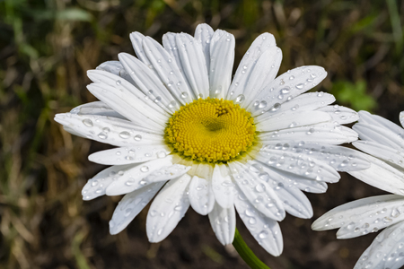 Big chamomile flower on blurred background. Macro photoの写真素材