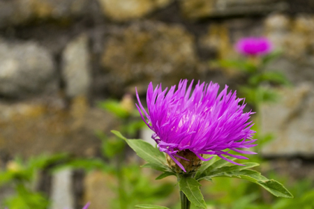 Pink flowers closeup on blurred background. Burdock thorny flowersの写真素材
