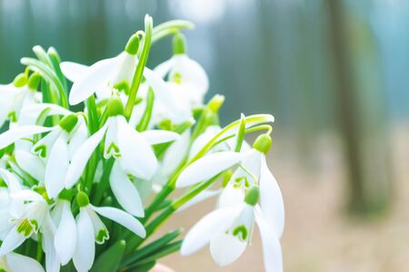 Snowdrops flowers background. Fresh spring photographyの写真素材