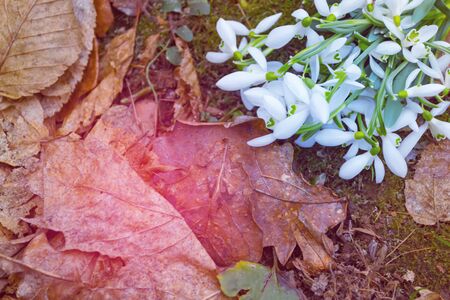 Snowdrops flowers on the ground, with old autumn leaves. Freshness.の写真素材