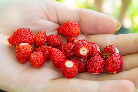 Strawberries fragaria in woman hand. Macro photo. Organic fruitsの写真素材