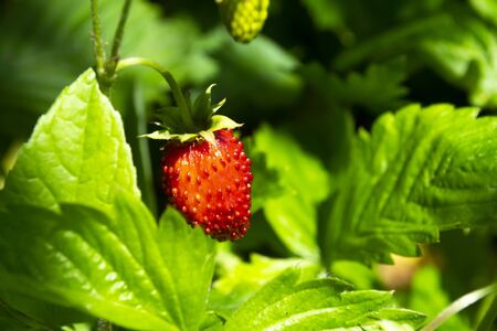 Strawberries fragaria on blurred background. Macro shotの写真素材