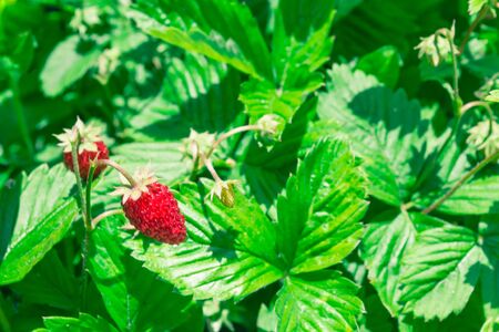 Strawberries fragaria vesca on blurry background. Macro shotの写真素材