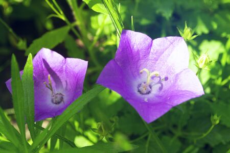 Two violet bellflowers on blurred background in the garden. Macro.の写真素材