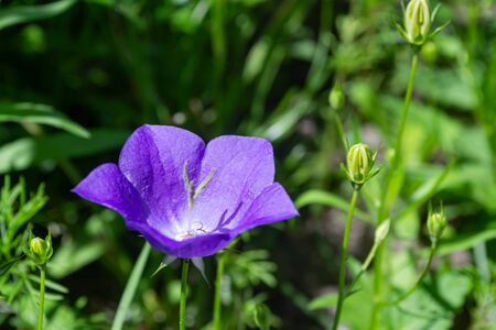 Violet bellflower on blurred background in the garden. Macro.の写真素材