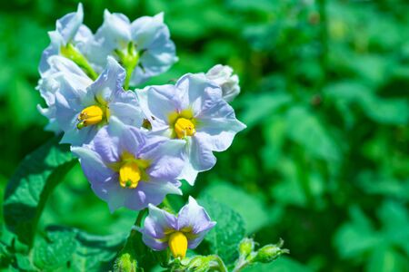 Violet potato flowers in the garden on blurred green background. Organicの写真素材