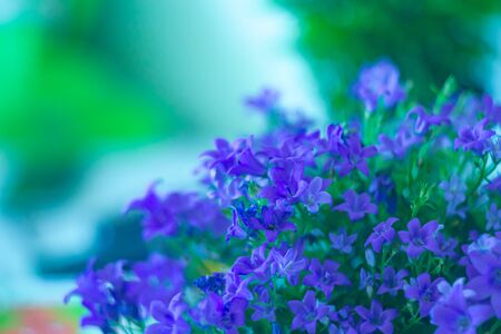 Beautiful blue flowers of browallia speciosa on blurred background.の写真素材
