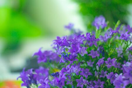 Beautiful violet flowers. Browallia speciosa on blurred colorful backgroundの写真素材
