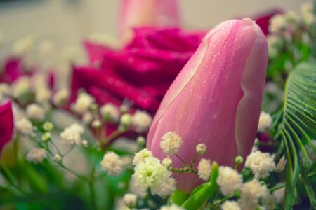 Pink tulip flower on blurred background. Macro photography. Holidaysの写真素材