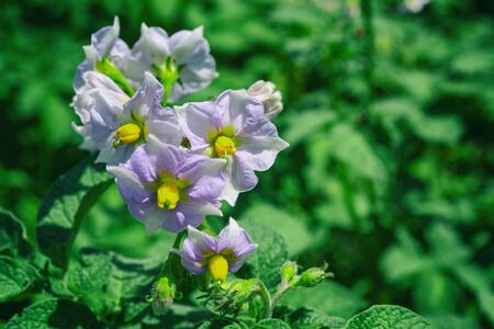 Potato flowers in the garden on blurred green background. Organic, healthyの写真素材