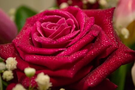 Red rose flower with waterdrops in bouquet. Blurry background.の写真素材