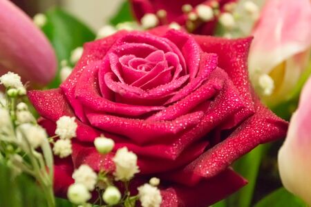 Red rose flower with waterdrops in bouquet. Beautiful backgroundの写真素材