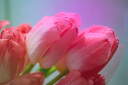 Red tulips flower on colorfulbackground. Macro photography. Floral backgroundの写真素材