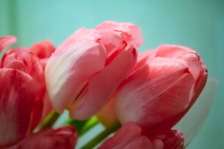 Red tulips on colorful background. Macro photography.の写真素材
