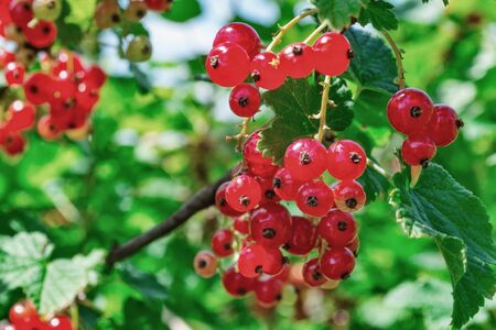 Redcurrant bush with berries in the garden. Macro photo shotの写真素材
