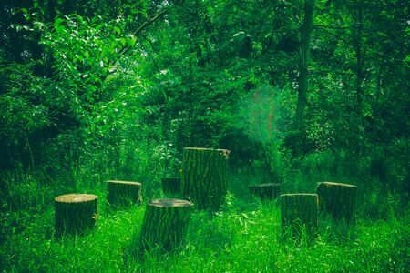 Several tree stumps in the forest. Handmade furniture.の写真素材