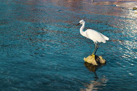 White heron standing on a rock on blue sea backgroundの写真素材
