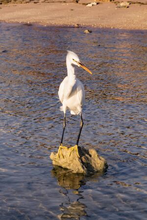 White heron standing on a rock on blue sea backgroundの写真素材