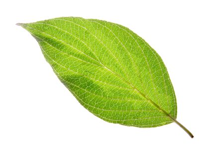 Leaf on a gleam, capillaries of a leaf are visibleの写真素材