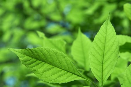 Young leaves