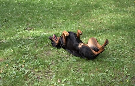  rottweilerの写真素材