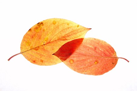 Leaf on a gleam, capillaries of a leaf are visible.の写真素材