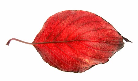Leaf on a gleam, capillaries of a leaf are visible.
