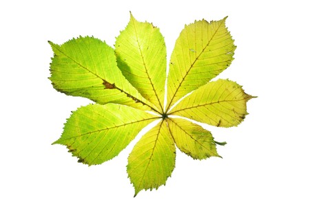 Leaf on a gleam, capillariesの写真素材