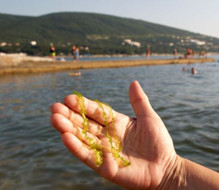 Seaweed on a hand on a beach.の写真素材