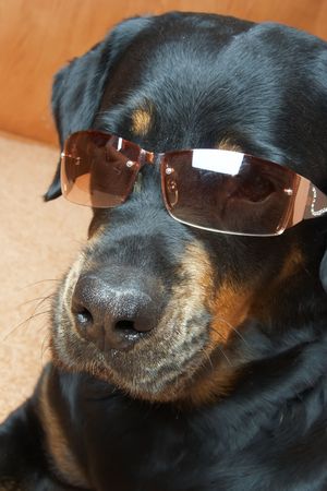 Dog of breed rottweiler in glasses .の写真素材