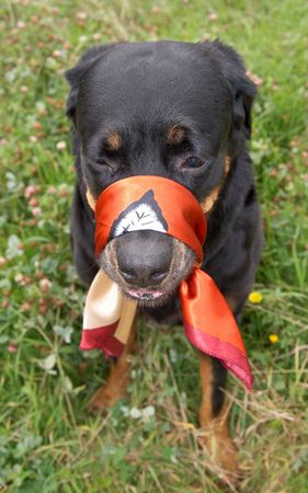 Rottweiler with the fastened mouth a silk scarf.の写真素材