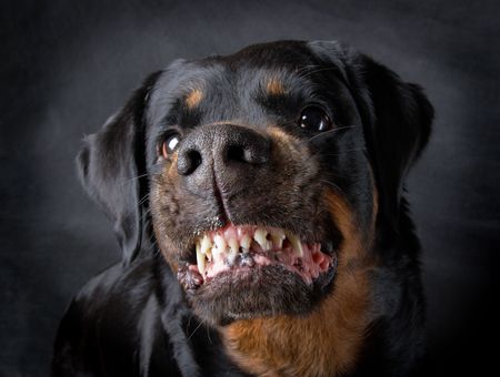 Rottweiler the girl of 6 years on a black backgroundの写真素材