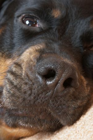 Close up of a muzzle of a Rottweiler on a pink carpetの写真素材