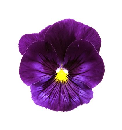 An isolated top view of a purple Viola/Pansy flower on white.の写真素材