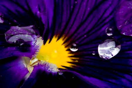 Flower Viola/Pansy violet colourの写真素材