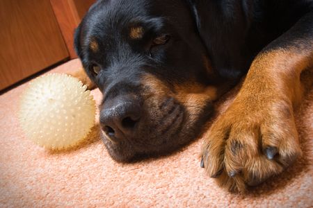 Female of a dog of breed a Rottweiler against snow. 7 yearsの写真素材