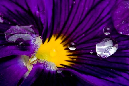 Flower Viola/Pansy violet colourの写真素材