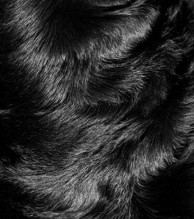 Structure of fur of a dog of breed a Rottweilerの写真素材