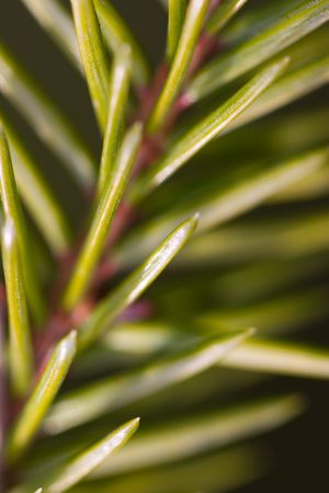 pine close up