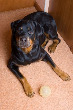 Female of a dog of breed a Rottweiler against snow. 7 yearsの写真素材