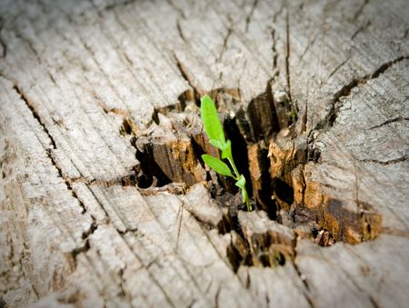 Young sprout on an old treeの写真素材