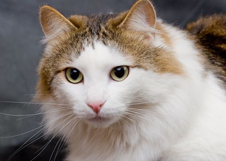 Not purebred, curious cat in studio.の写真素材