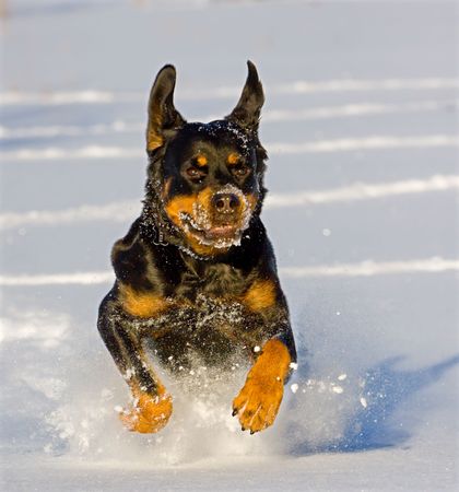 dog leaps through a snowy field toward the camera. 
の写真素材