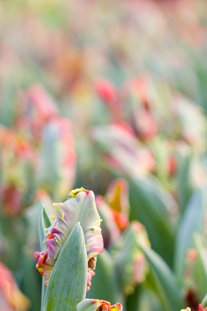 Colorful tulips in the gardenの写真素材