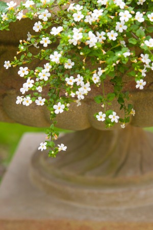 Petunia in stone vaseの写真素材