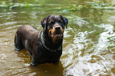 portrait of a purebred swimming rottweiler in a riverの写真素材