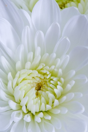 Chrysanthemum Flowersの写真素材