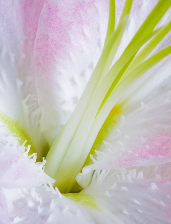 Pink lilies on abstract backgroundの写真素材